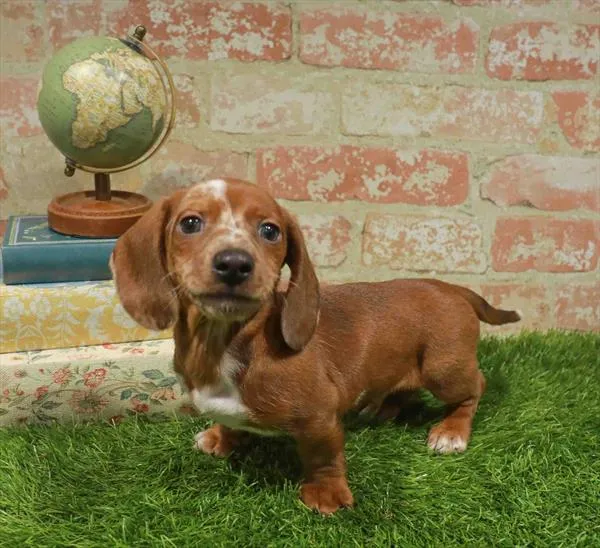 Male Dachshund puppy named Liam for sale at Waggles Charlotte.