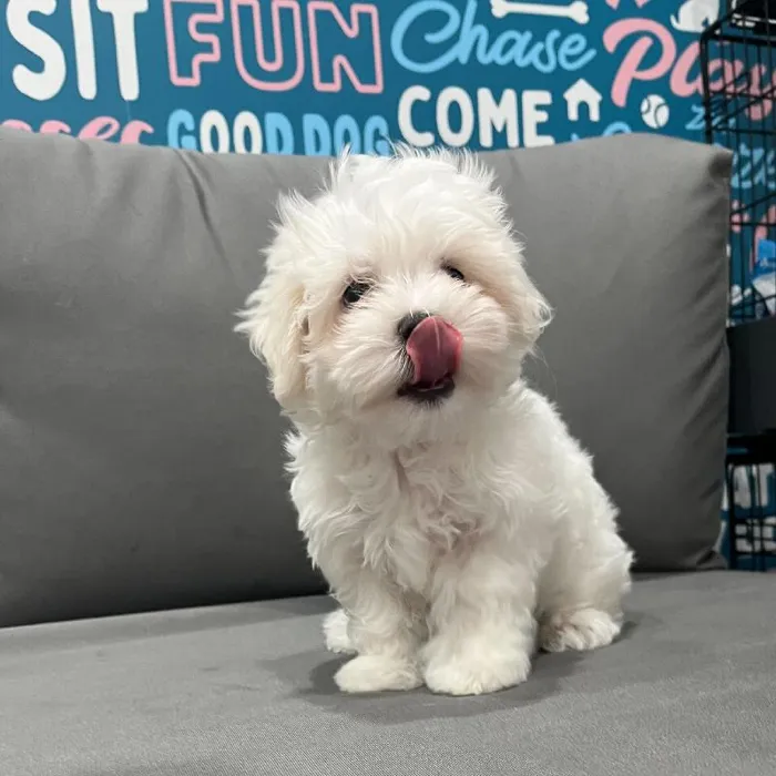 Male Maltese puppy named Glenn for sale at Waggles Charlotte.