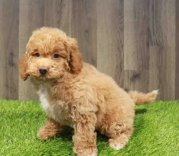 Female Mini Goldendoodle 2Nd Gen puppy named Daphne for sale at Waggles Charlotte.