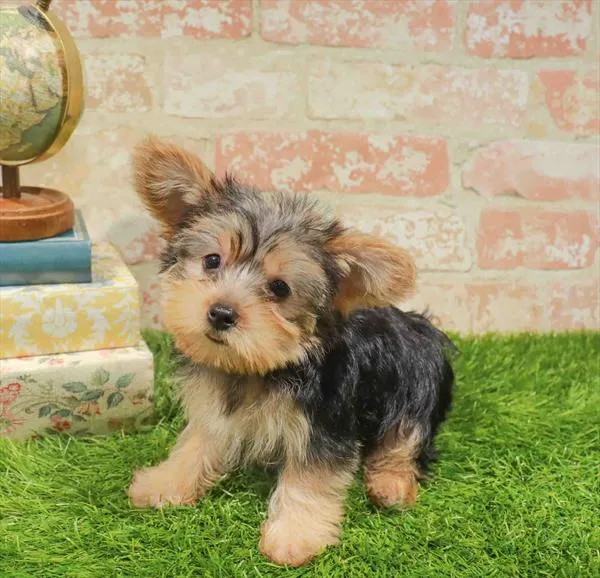 Female Yorkie-Poo puppy named Nancy for sale at Waggles Greensboro.