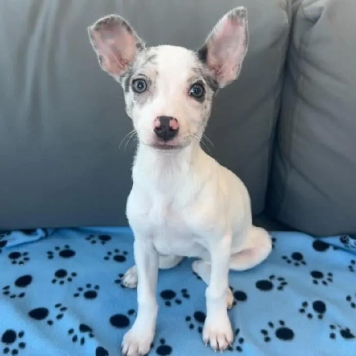 Female Chihuahua puppy named Cindy for sale at Waggles Charlotte.