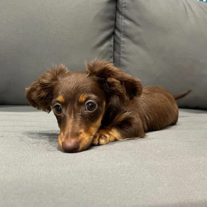 Female Dachshund puppy named Kelsey for sale at Waggles Charlotte.