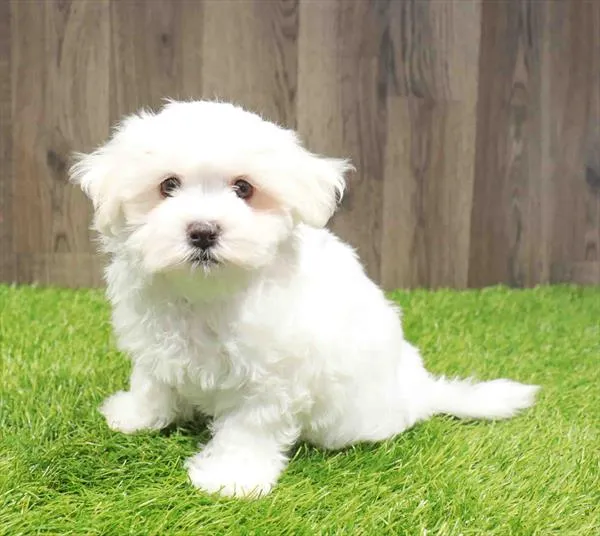 Male Maltese puppy named Glenn for sale at Waggles Charlotte.