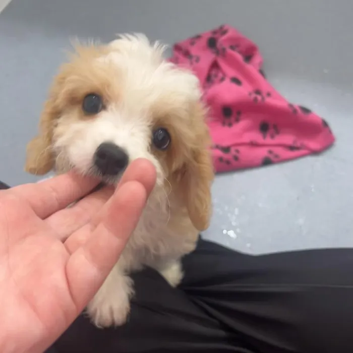 Male Cavachon puppy named Allen for sale at Waggles Charlotte.