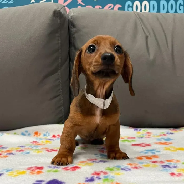 Female Dachshund puppy named Arizona for sale at Waggles Charlotte.