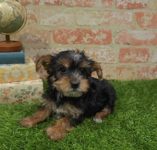 Male Yorkie puppy named Ezra for sale at Waggles Charlotte.