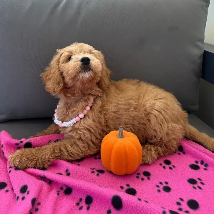 Female Mini Goldendoodle puppy named Becky for sale at Waggles Charlotte.