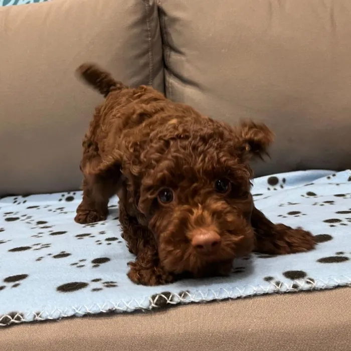 Female Cockapoo puppy named Emily for sale at Waggles Charlotte.