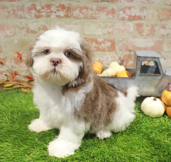 Male Shih Tzu puppy named Wrigley for sale at Waggles Charlotte.