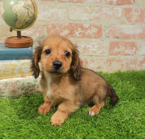 Female Dachshund puppy named Victoria for sale at Waggles Charlotte.