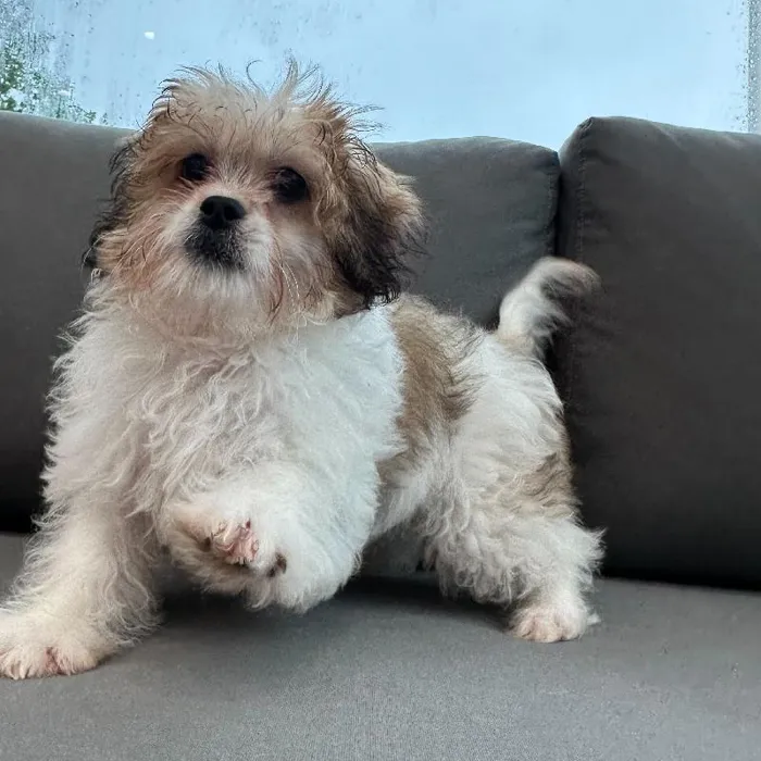 Male Peekapoo puppy named Georgie for sale at Waggles Charlotte.