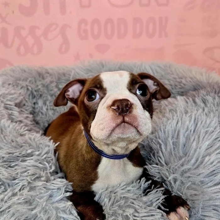 Male Boston Terrier puppy named Andy for sale at Waggles Raleigh.