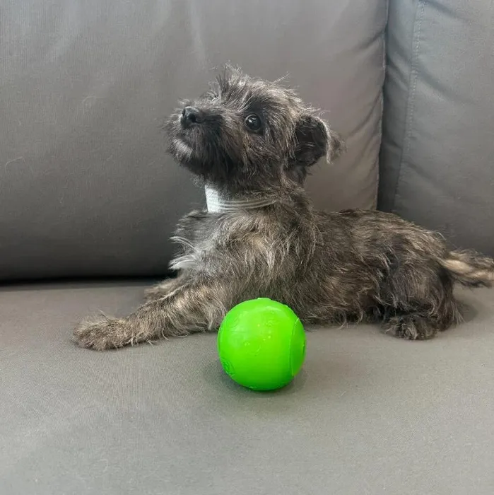 Female Cairn Terrier puppy named Robyn for sale at Waggles Charlotte.