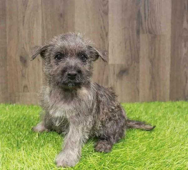 Female Cairn Terrier puppy named Robyn for sale at Waggles Charlotte.