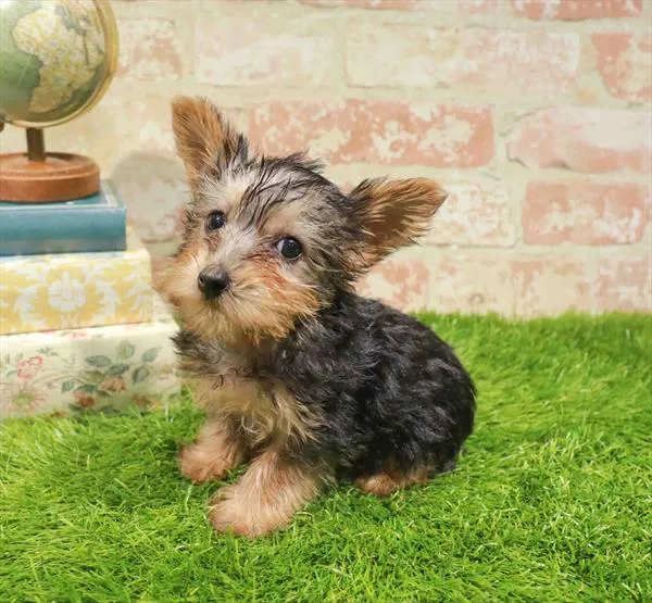 Female Silky Terrier puppy named Nikki for sale at Waggles Charlotte.