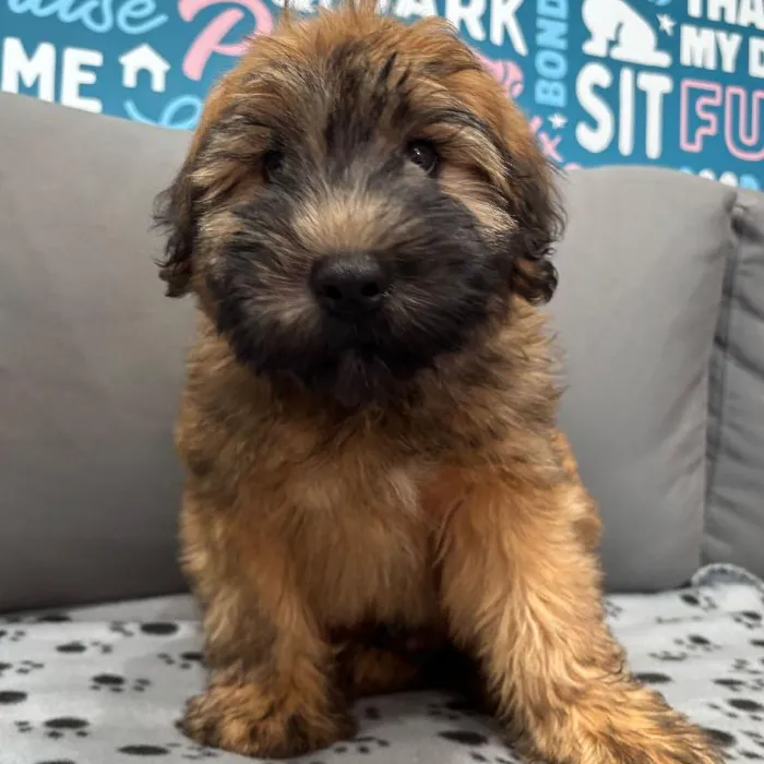Male Soft Coated Wheaten Terrier puppy named Phillip for sale at Waggles Charlotte.