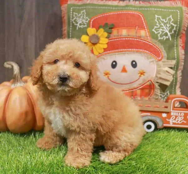 Male Poodle puppy named Chucky for sale at Waggles Greensboro.