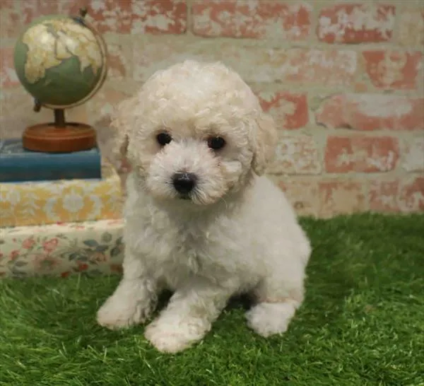 Male Mini Poodle puppy named Bobby for sale at Waggles Charlotte.