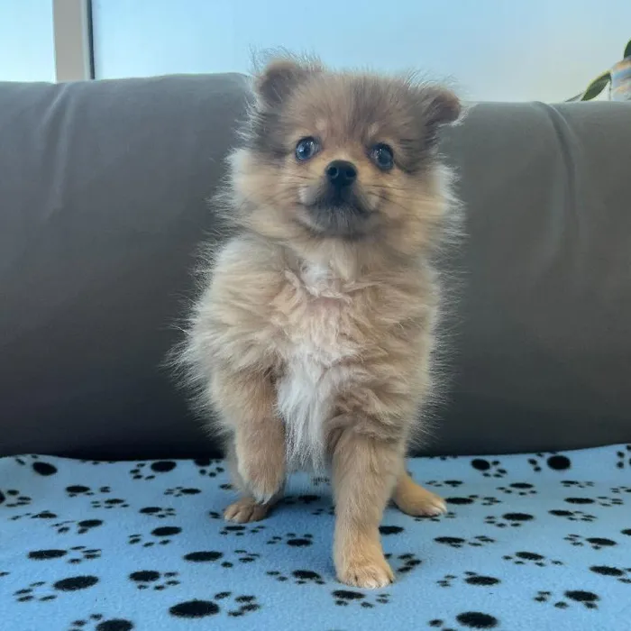 Male Pomeranian puppy named Fozzie for sale at Waggles Charlotte.