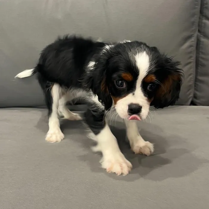 Male Cavalier King Charles Spaniel puppy named Antonio for sale at Waggles Charlotte.