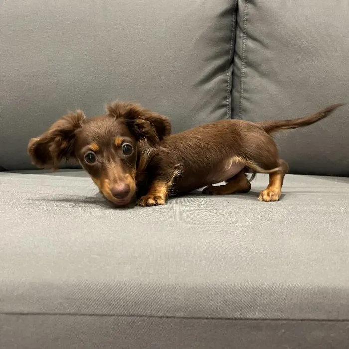 Female Dachshund puppy named Kelsey for sale at Waggles Charlotte.