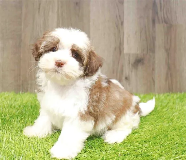 Male Havanese puppy named Albert for sale at Waggles Charlotte.