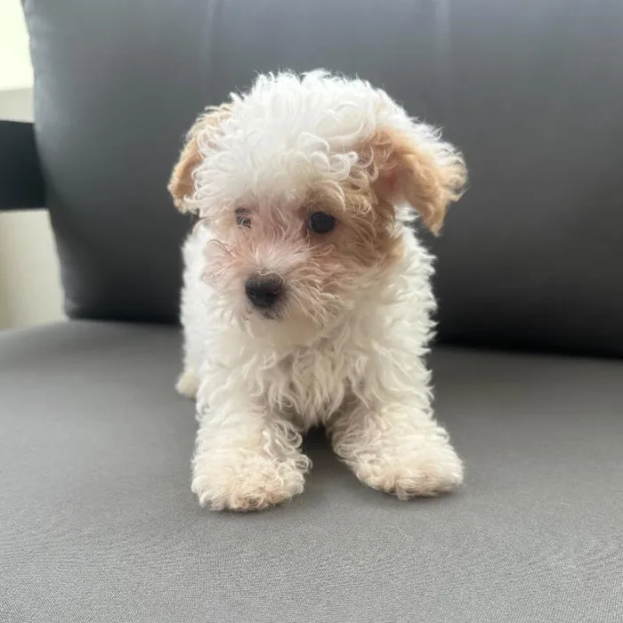 Male Poodle puppy named Stanley for sale at Waggles Charlotte.