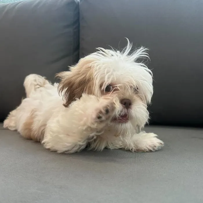 Male Malshi puppy named James for sale at Waggles Charlotte.