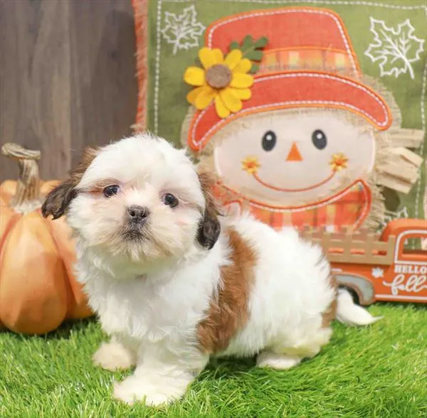 Female Shih Tzu puppy named Muffin for sale at Waggles Charlotte.