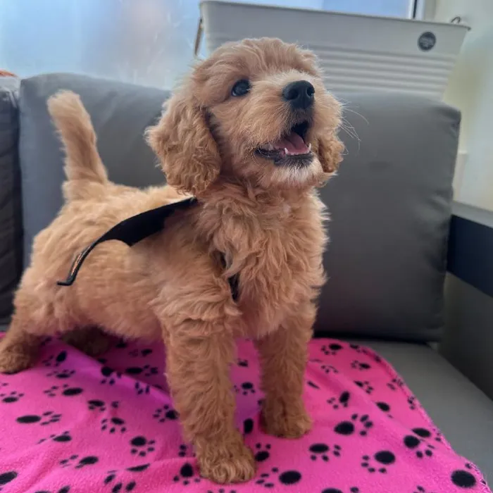 Female Mini Goldendoodle puppy named Becky for sale at Waggles Charlotte.
