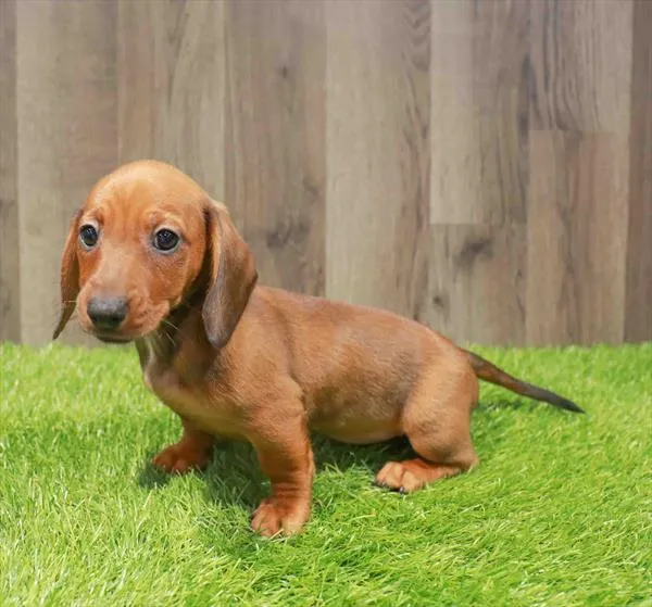Female Dachshund puppy named Arizona for sale at Waggles Charlotte.