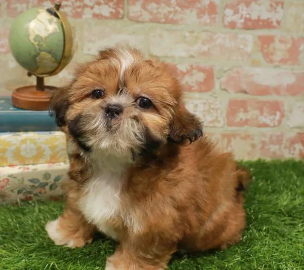 Female Shih Tzu puppy named Florence for sale at Waggles Charlotte.