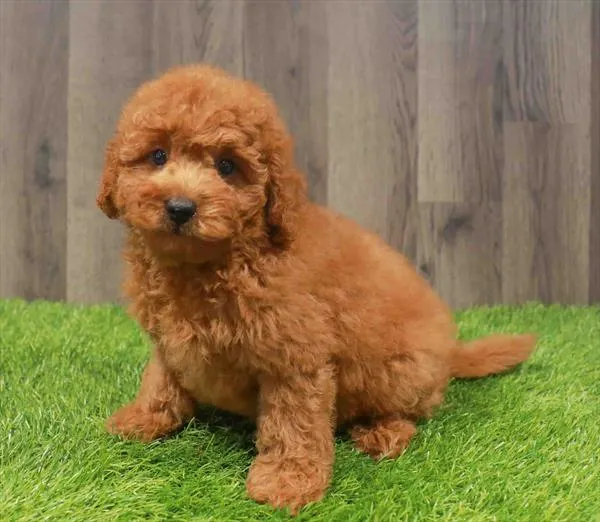 Female Mini Goldendoodle 2Nd Gen puppy named Velma for sale at Waggles Charlotte.