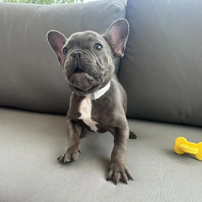 Female French Bulldog puppy named Carmen for sale at Waggles Charlotte.