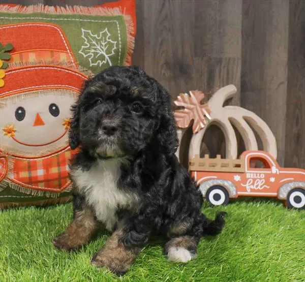 Female Cavapoo puppy named Fig for sale at Waggles Greensboro.